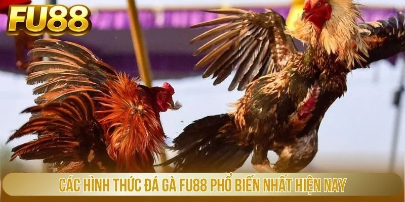 Các hình thức đá gà FU88 phổ biến nhất hiện nay