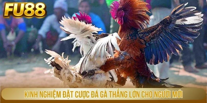 Kinh nghiệm đặt cược đá gà thắng lớn cho người mới