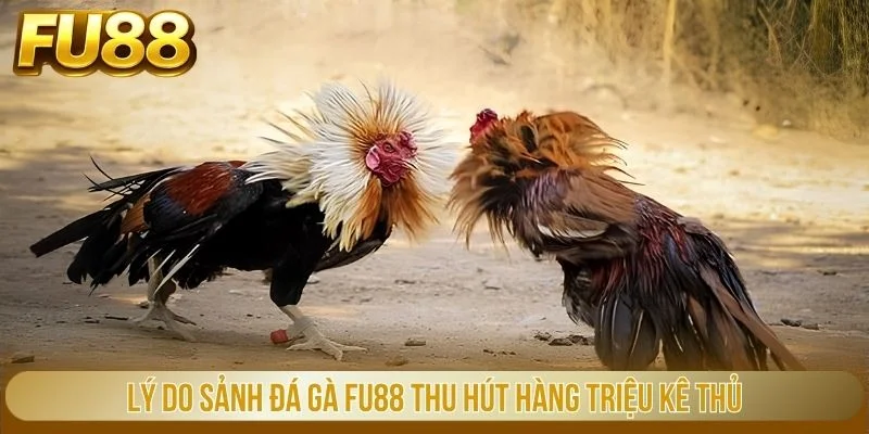 Lý do sảnh đá gà FU88 thu hút hàng triệu kê thủ