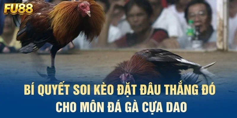 Bí quyết soi kèo đặt đâu thắng đó cho môn đá gà cựa dao