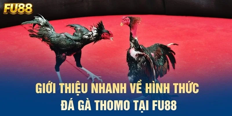 Giới thiệu nhanh về hình thức đá gà Thomo tại FU88