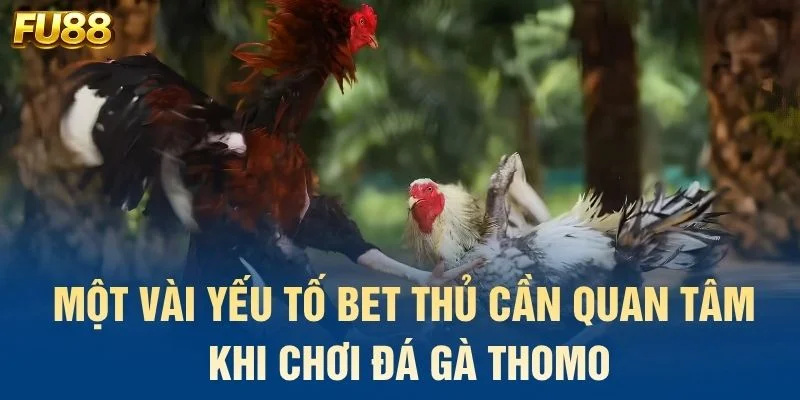 Một vài yếu tố bet thủ cần quan tâm khi chơi đá gà Thomo